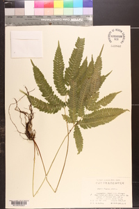 Pteris fauriei image