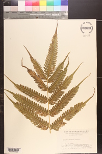 Pteris fauriei image