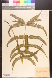 Pteris kiuschiuensis image