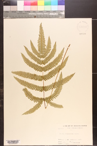 Pteris kiuschiuensis image