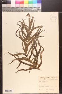 Pteris longifolia image