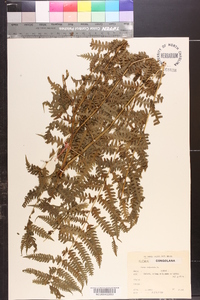 Pteris tripartita image