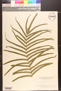 Pteris vittata image