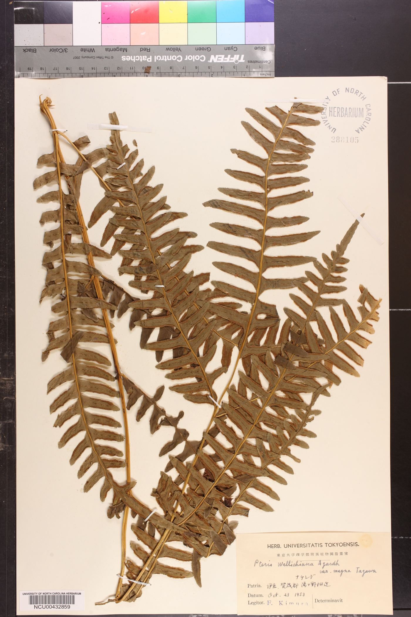 Pteris taiwanensis image