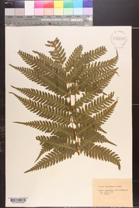 Pteris wallichiana image