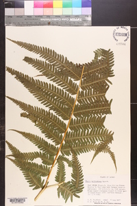 Pteris wallichiana image