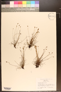 Schizaea pusilla image