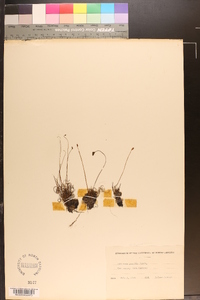 Schizaea pusilla image