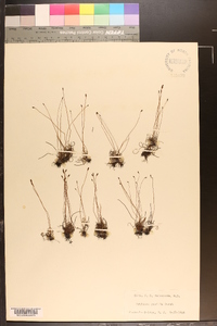 Schizaea pusilla image