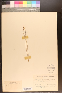 Schizaea fistulosa image