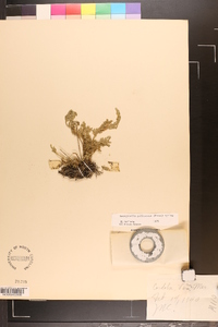 Selaginella pallescens image