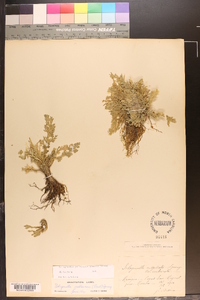 Selaginella pallescens image