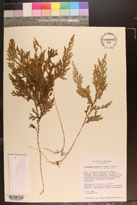 Selaginella anceps image