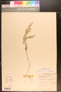 Selaginella galeottii image