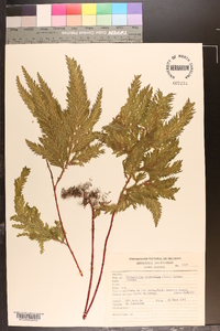 Selaginella haematodes image