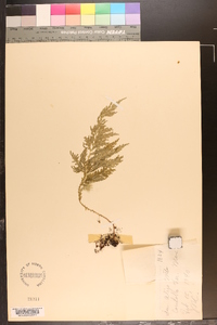 Selaginella hoffmannii image