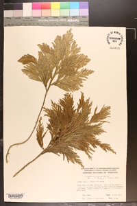 Selaginella oaxacana image