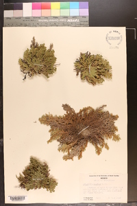 Selaginella pilifera image