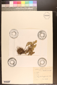 Selaginella bryopteris image