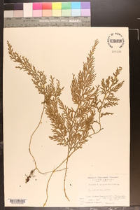 Selaginella japonica image