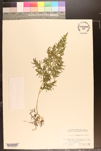 Selaginella moellendorffii image