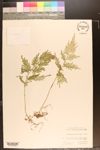 Selaginella moellendorffii image