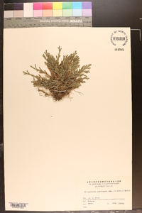 Selaginella pulvinata image