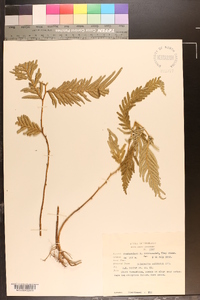 Selaginella wallichii image