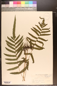 Cyclosorus acuminatus image