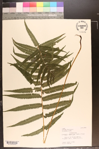 Cyclosorus acuminatus image