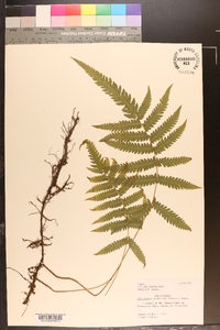 Cyclosorus acuminatus image