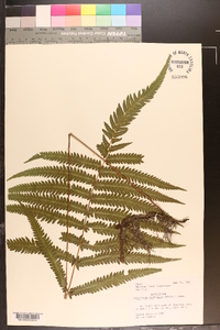 Cyclosorus acuminatus image