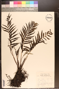 Image of Menisorus pauciflorus