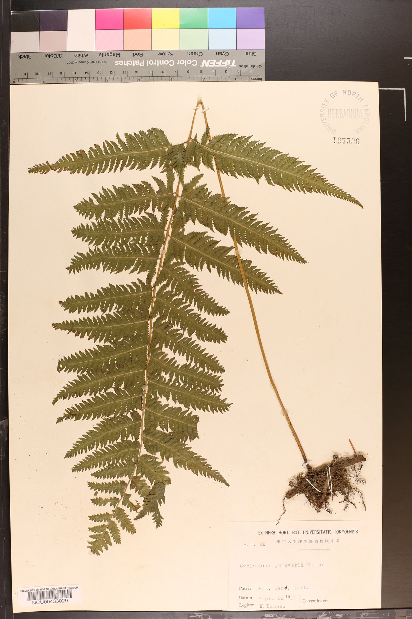 Christella acuminata image