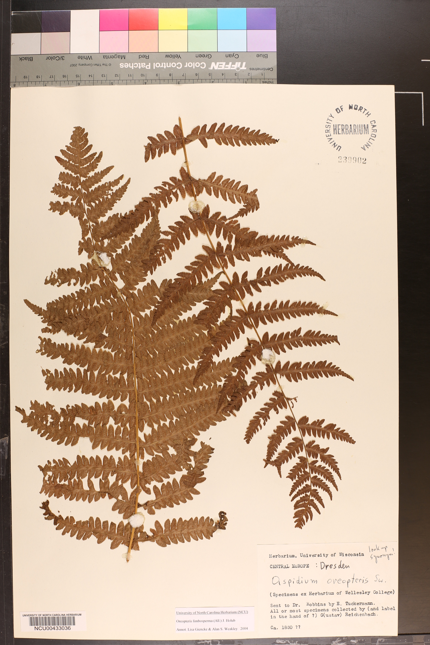 Oreopteris limbosperma image