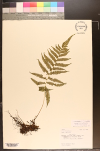Image of Coryphopteris musashiensis