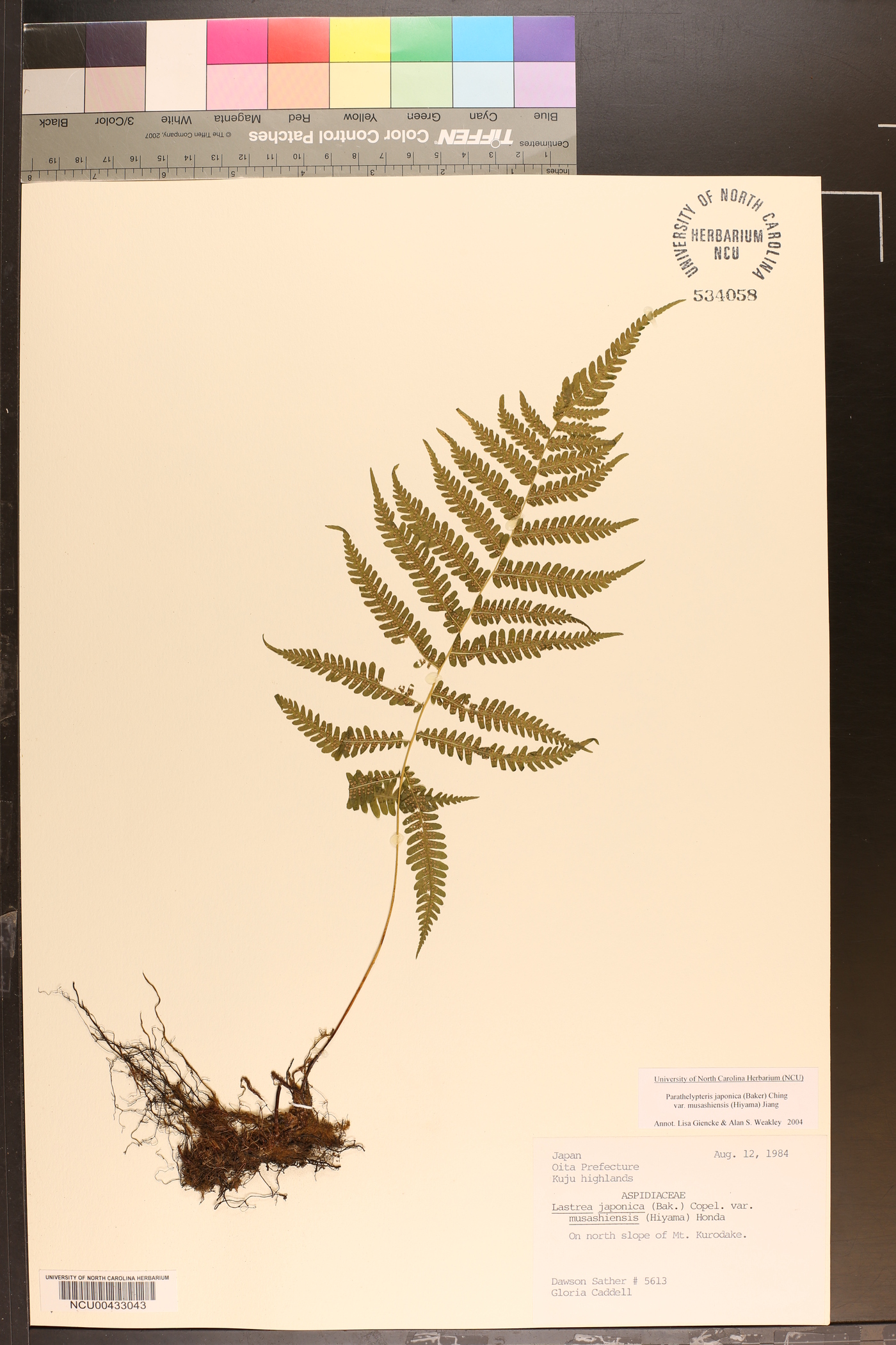 Coryphopteris musashiensis image