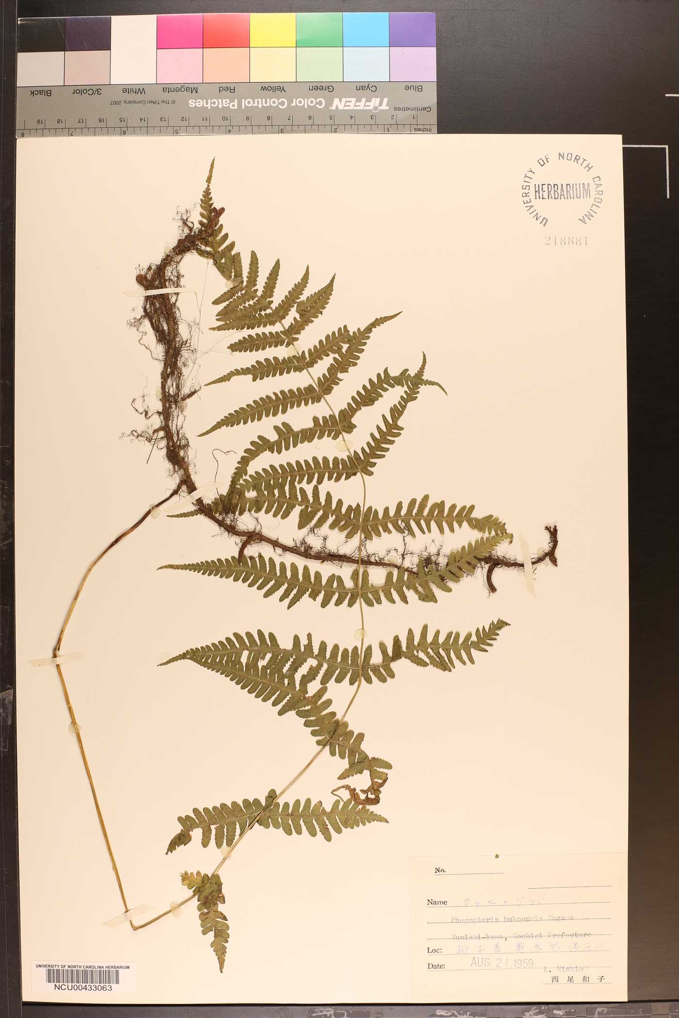 Phegopteris microstegia subsp. microstegia image