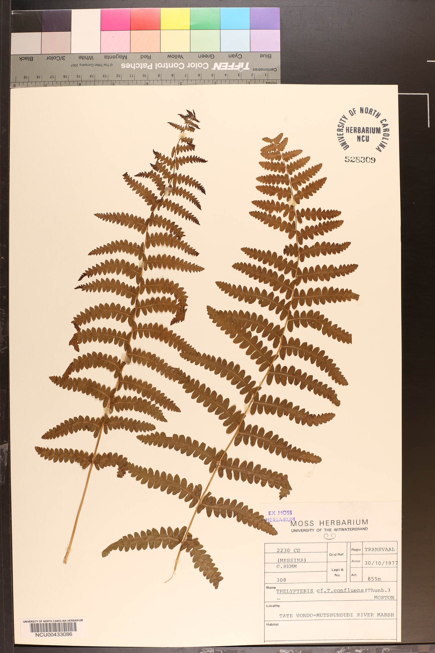 Thelypteris confluens image