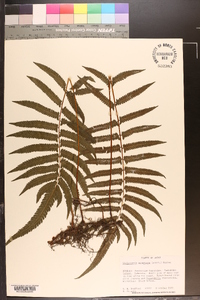 Thelypteris acuminata image