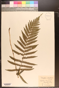 Thelypteris subochthodes image