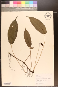 Pronephrium triphyllum image
