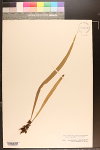 Ananthacorus angustifolius image