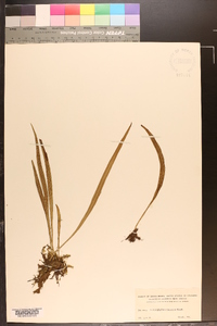 Antrophyum lineatum image