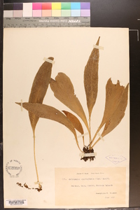 Antrophyum plantagineum image