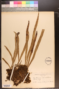 Polytaenium lanceolatum image