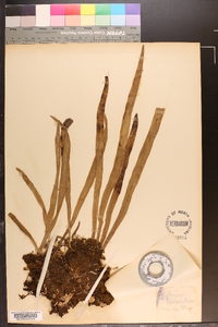 Polytaenium lanceolatum image