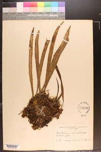 Polytaenium lanceolatum image
