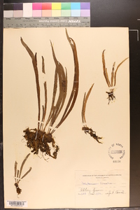 Polytaenium lineatum image