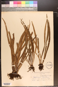 Polytaenium lineatum image